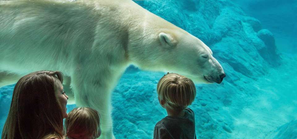 polar bear polar bear Photo