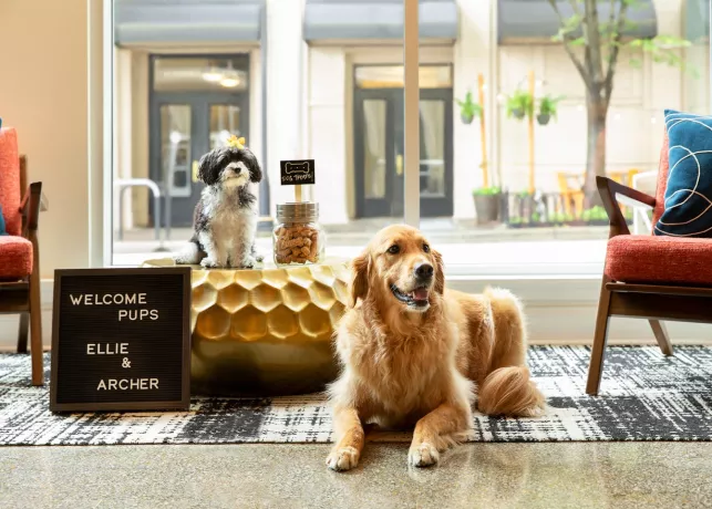 a golden retriever and a fluffy small dog wait in the lobby at the hotel indigo in Winston-Salem NC