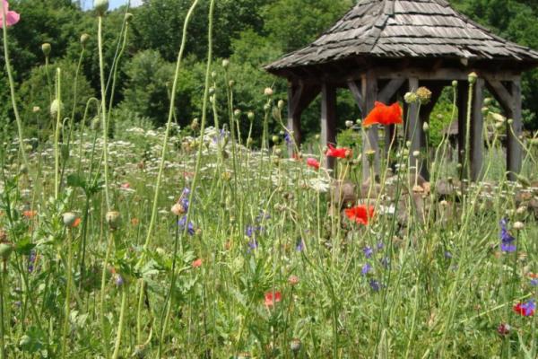ART SHOW TO BENEFIT HISTORIC BETHABARA PARK’S MEDICINAL GARDEN Photo 2