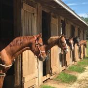 lesson barn lesson barn Photo