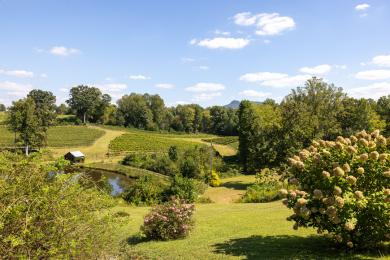 An aerial view of the vines at Jolo Winery & Vineyards near Winston-Salem, North Carolina.